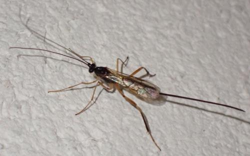 Macrocentrus sp.